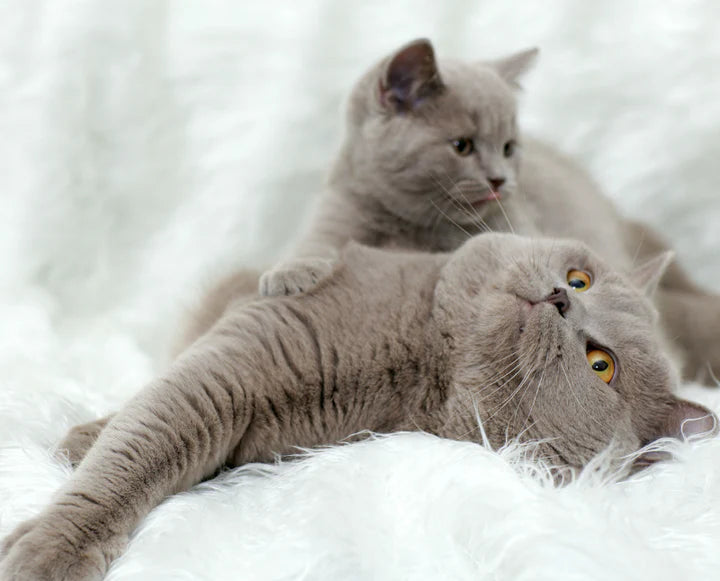 Description du média